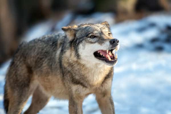 Челябинцам посоветовали не убегать при встрече с волками