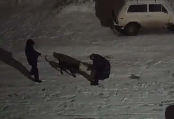 Владелец питбультерьера науськивает его на чужих собак 