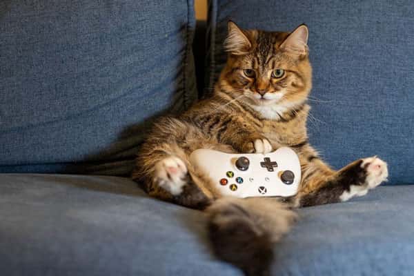 В Пермском крае заживо сжигают кошек 