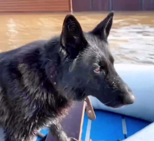 «Обречены на мучительную гибель» — спасатель о ситуации с наводнением в Орске 