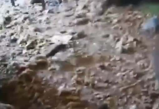 «Это мангусты» — старушка из Озёрска развела в квартире огромных крыс 