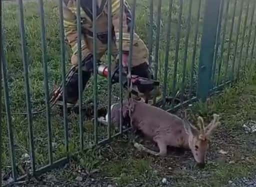 В Кушве косуля застряла в заборе школы 