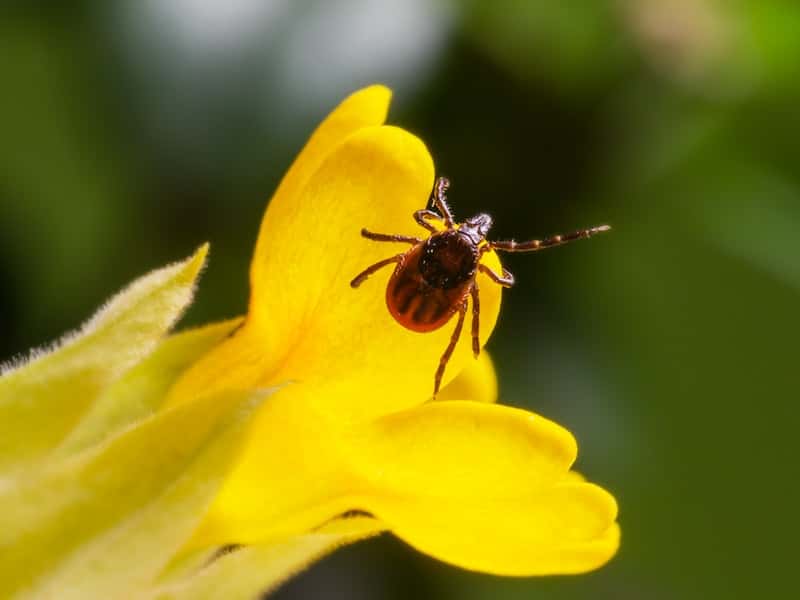 Пожилая свердловчанка умерла от клещевого энцефалита 