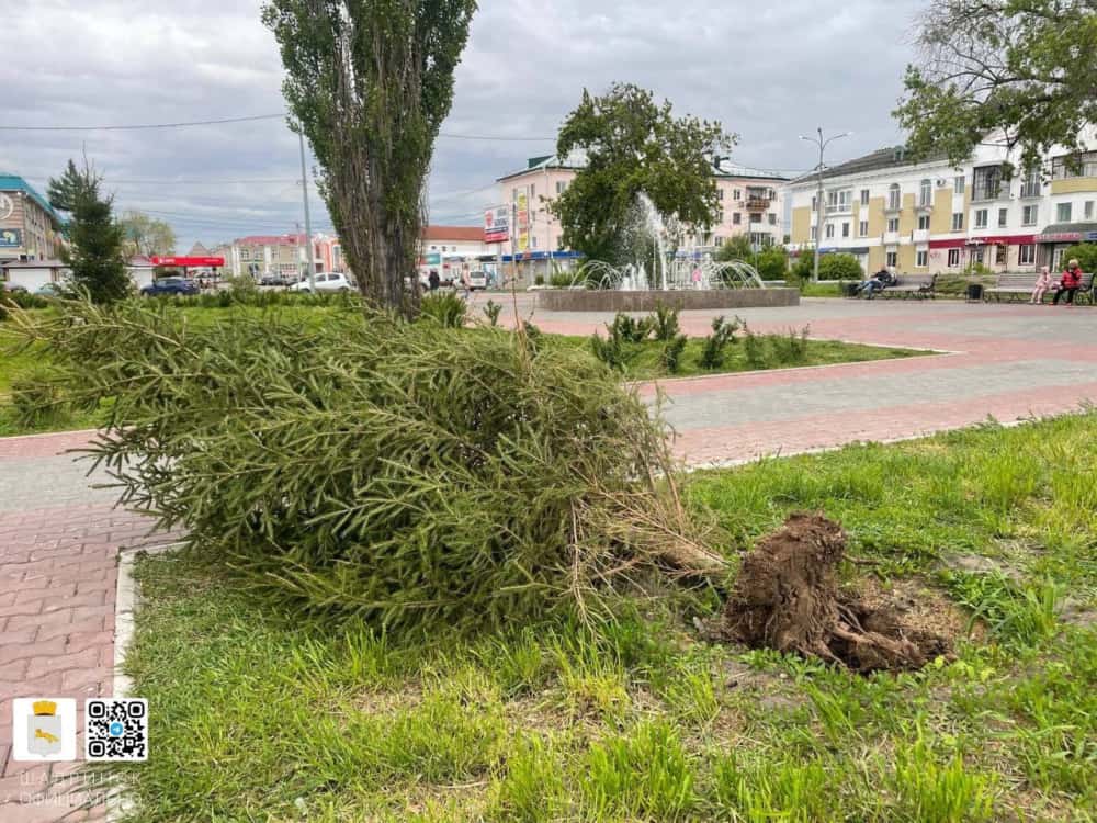 В Шадринске ветер повалил ель