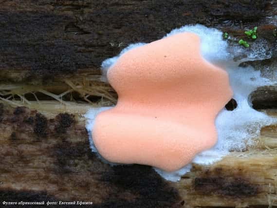 Самые необычные грибы Урала: любители «тихой охоты» делятся своими находками