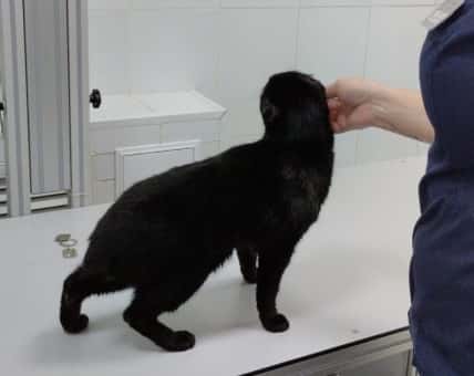 Жители Первоуральска нашли кота с обрезанными ушами, без хвоста и с пулей в бедре 