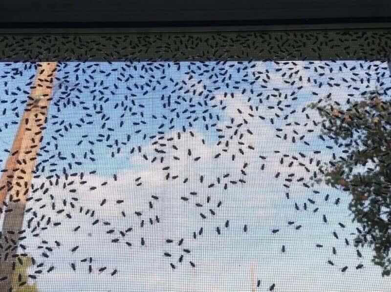 Нашествие мух: насекомые атаковали село под Каменском-Уральским