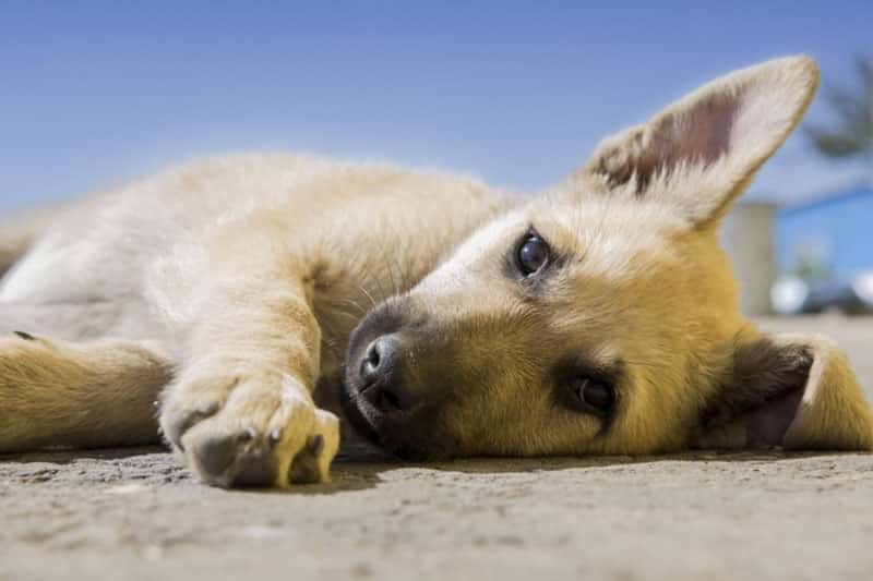 «Угомоните собак!». Жители Ирбита жалуются на стаи животных 