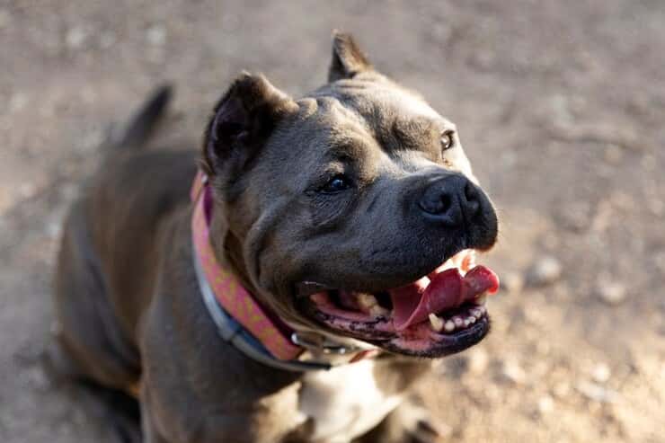 В столице Урала бездомные псы напали на девушку 