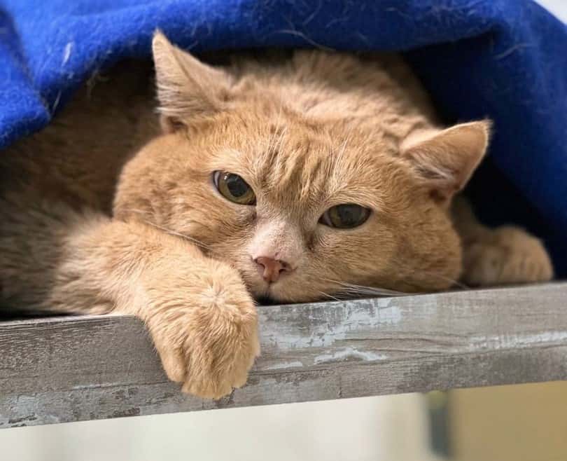 Раскормленный уличный кот Крошик умер в пермской клинике 