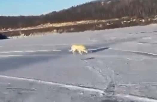 Собака четыре дня ждала возле реки своего утонувшего хозяина 