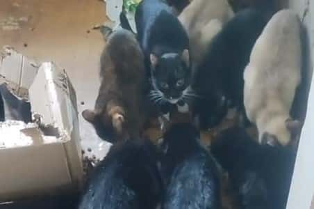 «Упитанные, ласковые» — в Алапаевске умершая женщина оставила после себя хвостатое наследство 