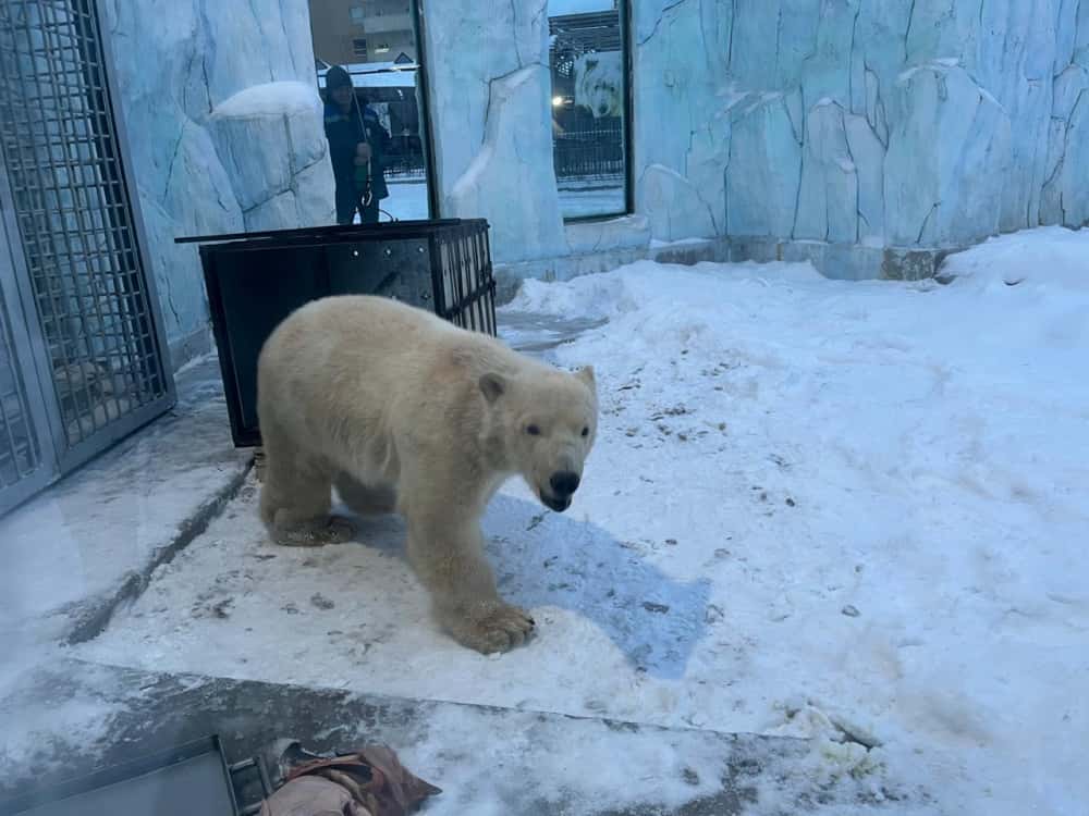 Родом из Якутии — в Екатеринбургском зоопарке поселился белый медвежонок