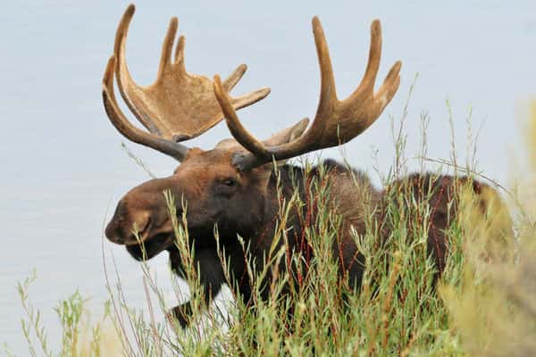 Лось выбил ворота детсада и ворвался на территорию 