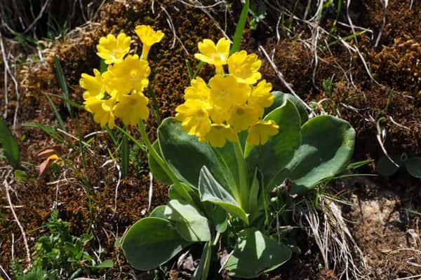 Пора сажать! Агрономы дали уральцам ценные советы по посеву цветов 