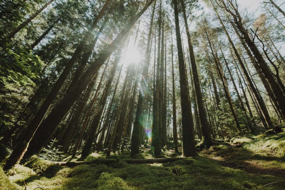 В Каменске-Уральском мужчина срубил более 20 сосен, чтобы улучшить вид из окна 