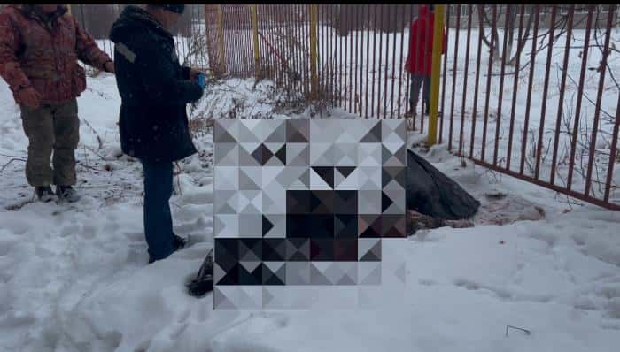 На Урале бродячие собаки разорвали косулю 