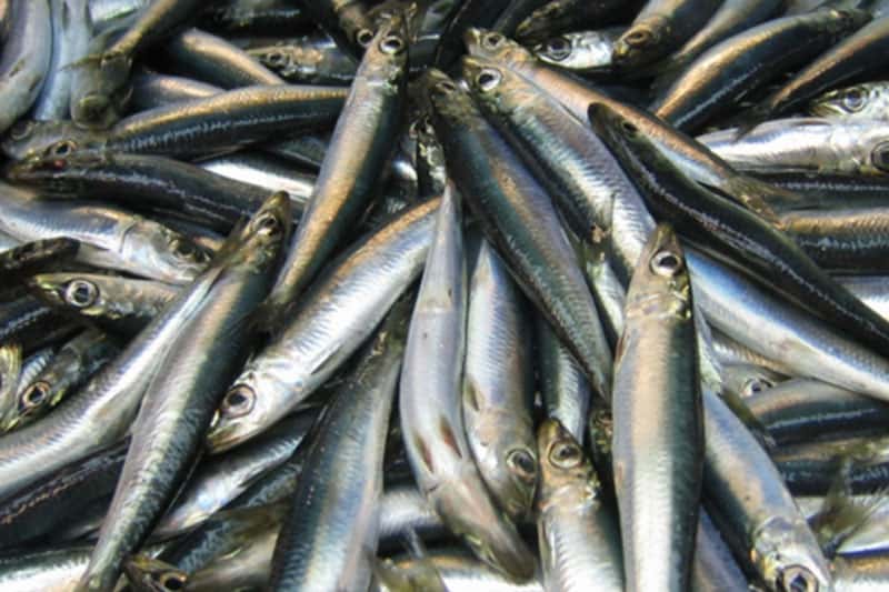 Врач назвала самую полезную рыбу для пожилых 