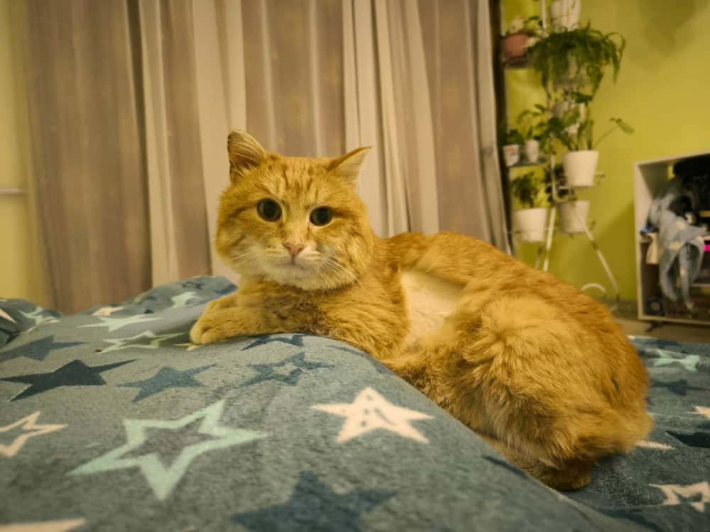 Кот Вася из парка Таганай ушёл на пенсию 