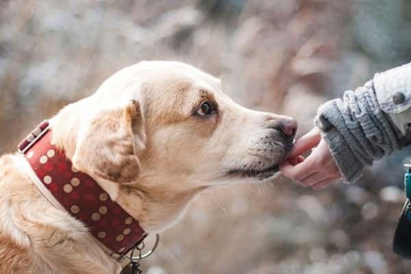 В уральском приюте для собак найдены нарушения 