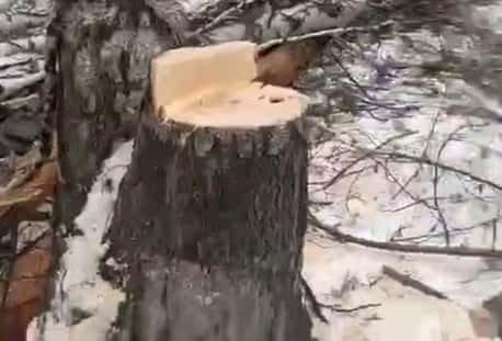 В Академическом районе Екатеринбурга вырубают Берёзовую рощу. Видео 