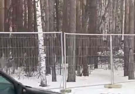 Вырубка Берёзовой рощи в Екатеринбурге приостановлена, территорию огораживают забором 
