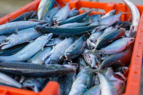 В Свердловской области выявили 512 тонн поддельных рыбных консервов 