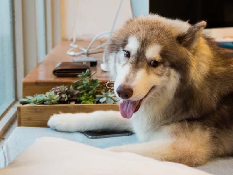 «Характеры у всех разные» — могут ли хаски укусить человека