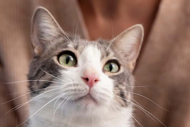 В Алапаевске осудили мужчину, убившего кошек из-за съеденного ужина 