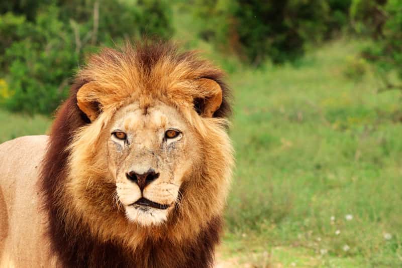 В зоопарке Екатеринбурга скончался львёнок