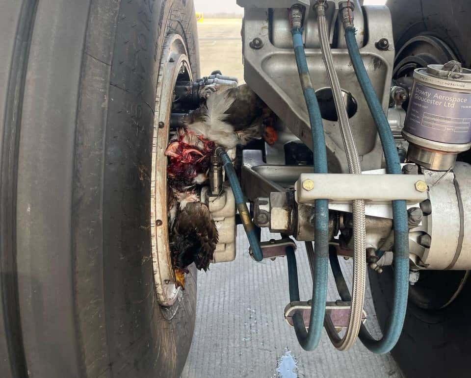 Птицы попали в двигатель самолёта Екатеринбург — Владивосток 