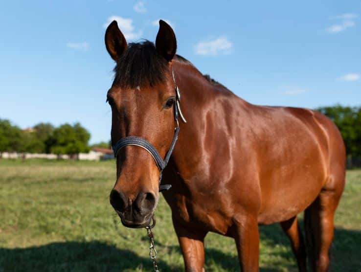 Свердловчанка заплатит автомобилисту 714 244 рубля из-за лошадей, попавших под машину 