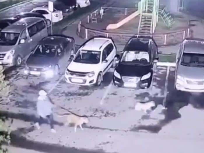 В Каменске-Уральском бойцовских собак натравили на мужчину 