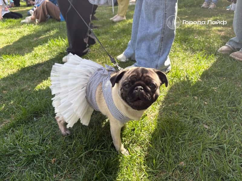 День мопса в Екатеринбурге: праздник радости и любви к четвероногим друзьям. Видео