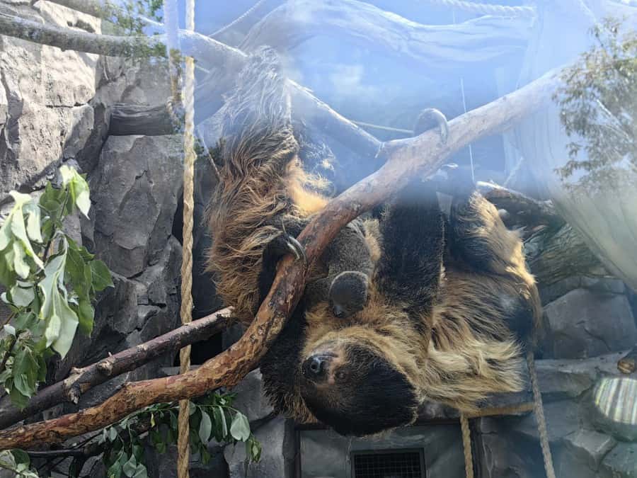 В зоопарке Екатеринбурга у пары ленивцев родился 11-й детёныш 