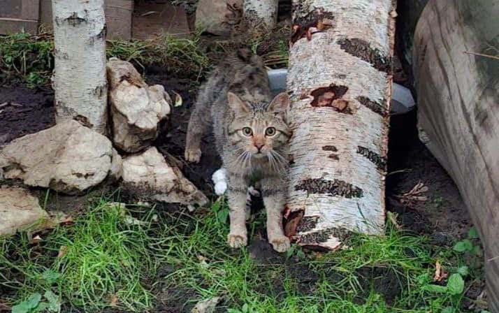 В Екатеринбургcком зоопарке появился новый житель — лесной кот 