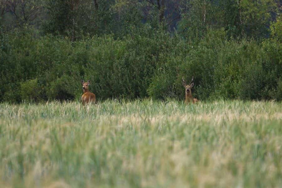 Диких животных подкармливают в природных парках Свердловской области