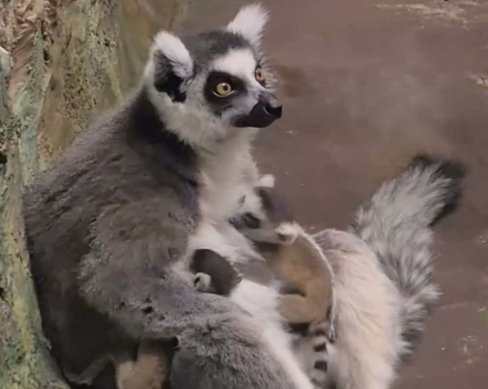Потомство появилось у пары кошачьих лемуров в Екатеринбургском зоопарке 