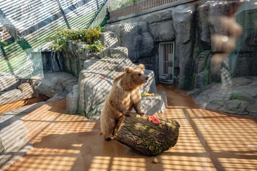 В Екатеринбурге зоопарк отпраздновал своё 95-летие 