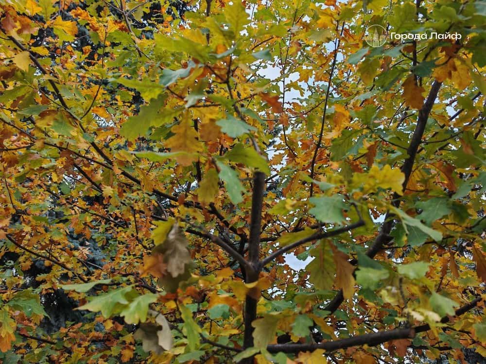 На Урале прошли снегопады — чего ждать в ближайшие дни 