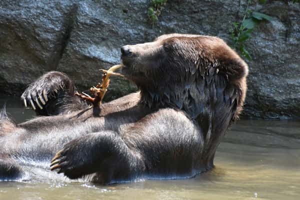 Голодные медведи кормятся в садах уральцев 