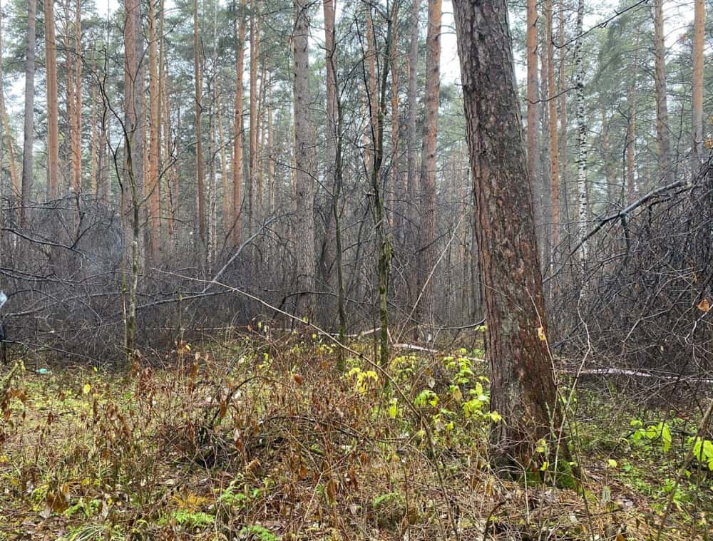 В Екатеринбурге в лесопарке найден труп женщины 
