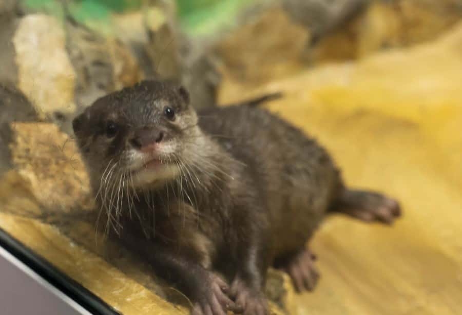 Василёк — новый житель Екатеринбургского зоопарка: шестимесячная азиатская выдра адаптируется к вольеру