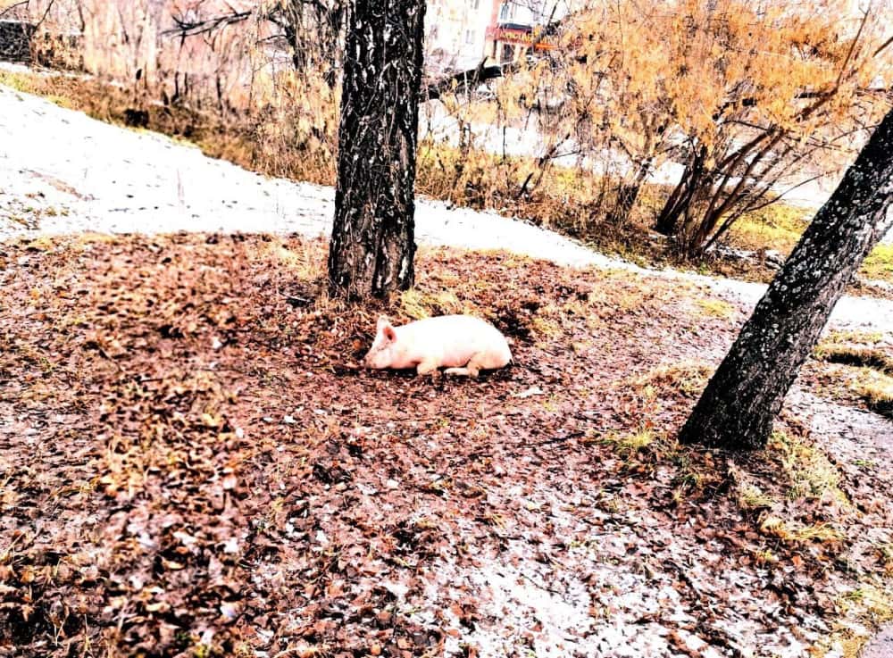 В Ревде суд распорядился изъять свиней у фермера, который годами игнорировал предписания