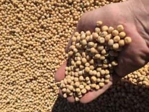 Россельхознадзор запретил в Зауралье оборот 4 тыс. тонн гороха из-за отсутствия данных о токсинах и ГМО