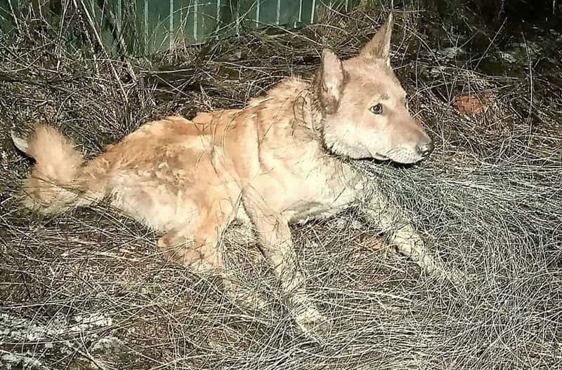 В Екатеринбурге зооспасатель освободил собаку, запутавшуюся в проволоке на пустыре