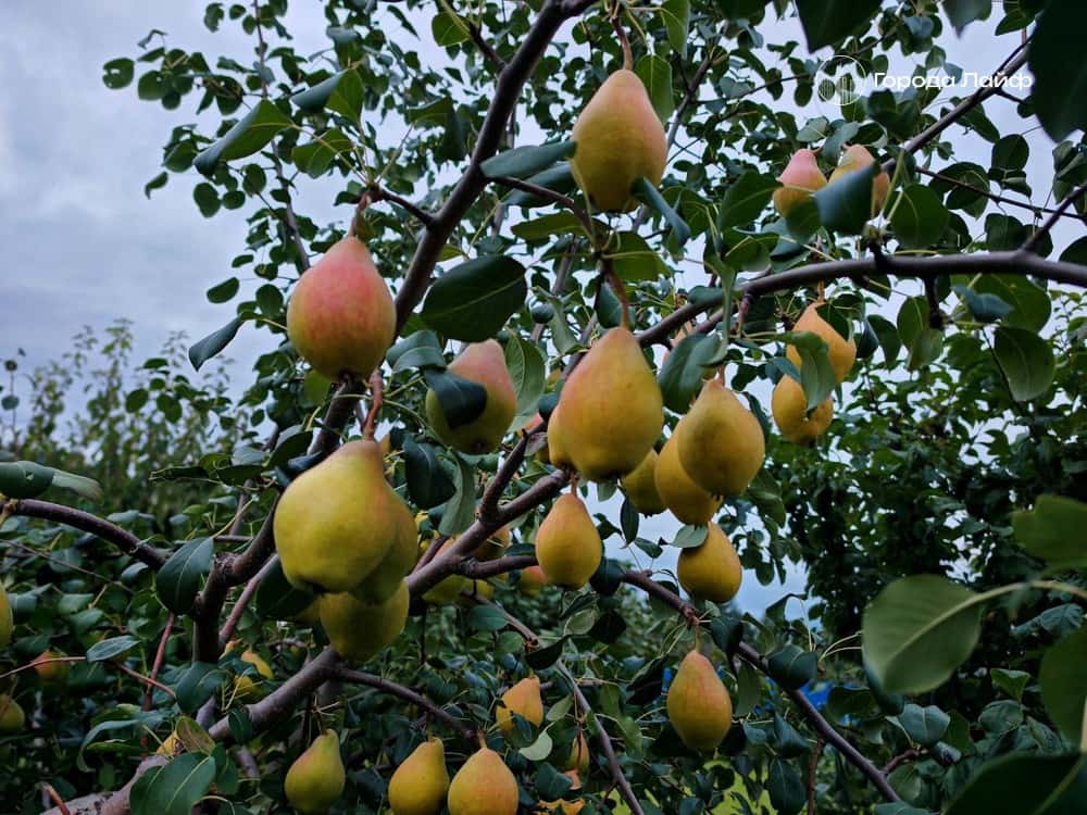 Тёплая зима угрожает урожаю: почки деревьев набухли, снега нет