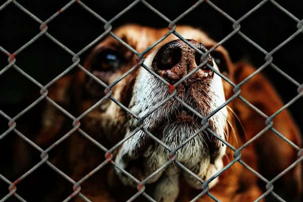 Спасение собак в Перми: волонтёры вынесли животных со станции помощи