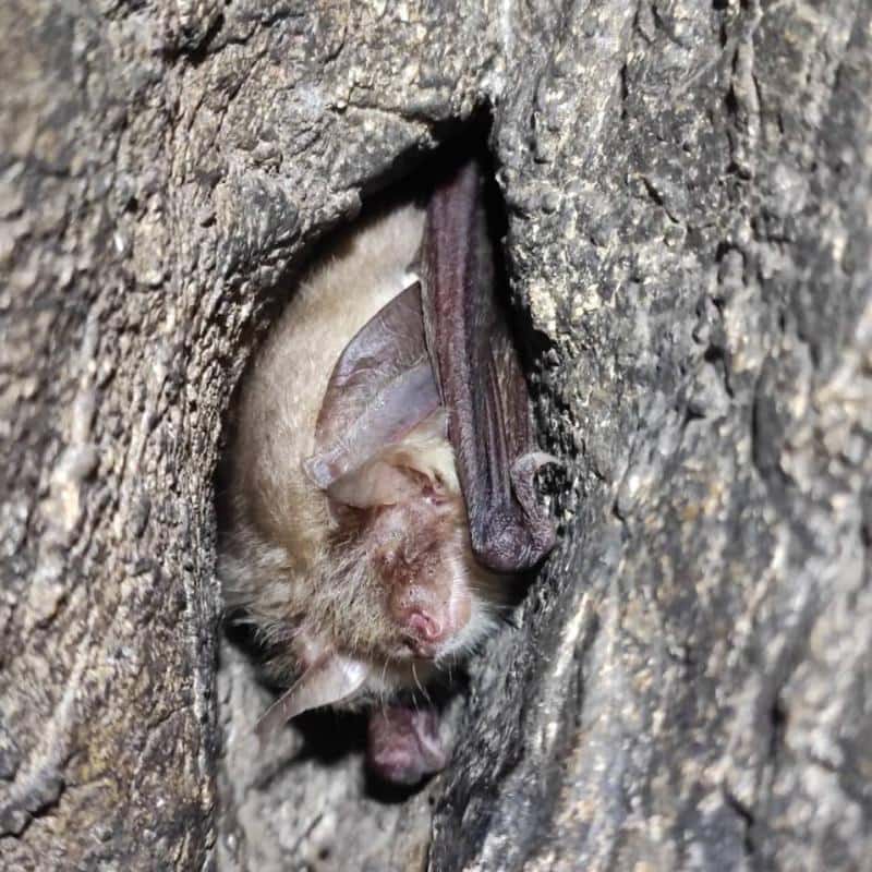 В Свердловской области зафиксировали крупные колонии редких летучих мышей