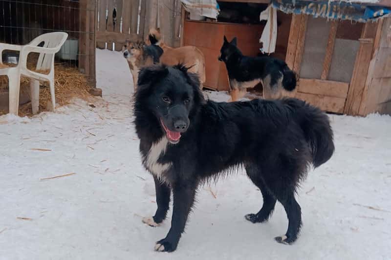 В Камышлове закрыли приют для бездомных собак: волонтёры бьют тревогу